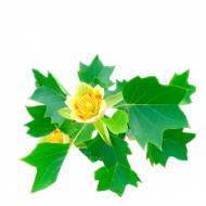 Тюльпанове дер.